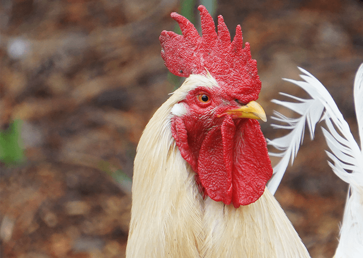 Poultry Farm