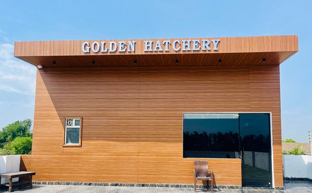 Golden Hatcheries